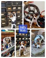 Rat Terrier Puppies for sale in Chesapeake, VA, USA. price: NA