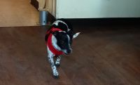 Rat Terrier Puppies for sale in Austin, TX, USA. price: NA