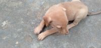 Rat Terrier Puppies for sale in Koppa, Karnataka 571425, India. price: 500 INR