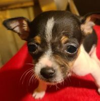 Rat Terrier Puppies for sale in Binger, OK 73009, USA. price: NA