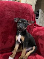 Rat Terrier Puppies for sale in Columbia, SC, USA. price: NA