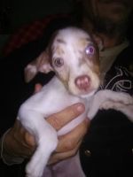 Rat Terrier Puppies for sale in Tracy, MN 56175, USA. price: NA