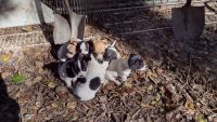 Rat Terrier Puppies for sale in Valdosta, GA, USA. price: NA