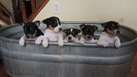 Rat Terrier Puppies for sale in Minden, NE, USA. price: NA