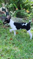Rat Terrier Puppies for sale in Gainesville, FL, USA. price: $450