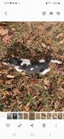 Rat Terrier Puppies for sale in Augusta, GA, USA. price: $150