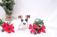 Rat Terrier Puppies for sale in Adelanto, California. price: $250