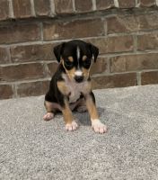 Rat Terrier Puppies for sale in Salem, Utah. price: $750