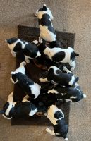 Rat Terrier Puppies for sale in Vidor, Texas. price: $500