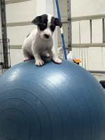 Rat Terrier Puppies for sale in Palo Cedro, California. price: $750