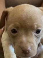 Rat Terrier Puppies for sale in McGregor, Minnesota. price: $500