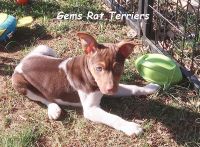 Rat Terrier Puppies for sale in Shelbyville, TN, USA. price: $1,200