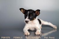 Rat Terrier Puppies for sale in San Diego, CA, USA. price: NA