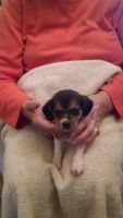 Rat Terrier Puppies for sale in Clayton, GA 30525, USA. price: NA
