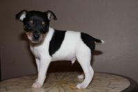 Rat Terrier Puppies for sale in Temecula, CA, USA. price: NA