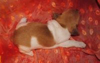 Rat Terrier Puppies for sale in San Francisco, CA, USA. price: NA
