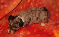 Rat Terrier Puppies for sale in Sacramento, CA, USA. price: NA
