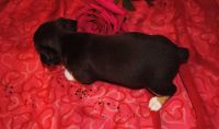 Rat Terrier Puppies for sale in San Diego, CA, USA. price: NA