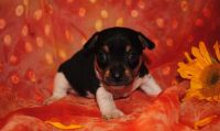 Rat Terrier Puppies for sale in Eureka, CA, USA. price: NA
