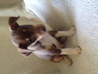 Rat Terrier Puppies for sale in Benton Harbor, MI 49022, USA. price: NA