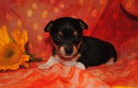 Rat Terrier Puppies for sale in Detroit, MI, USA. price: NA