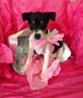 Rat Terrier Puppies for sale in Eau Claire, MI 49111, USA. price: NA