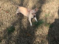 Rat Terrier Puppies for sale in Lawrenceville, GA, USA. price: NA