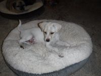 Rat Terrier Puppies for sale in Conroe, TX, USA. price: NA