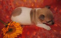 Rat Terrier Puppies for sale in San Bernardino, CA, USA. price: NA