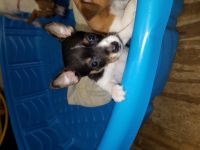 Rat Terrier Puppies for sale in Houston, TX 77012, USA. price: NA
