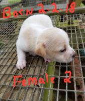 Rat Terrier Puppies for sale in Scott, LA, USA. price: NA