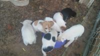 Rat Terrier Puppies for sale in Keysville, GA, USA. price: NA