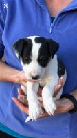 Rat Terrier Puppies for sale in Mariposa, CA 95338, USA. price: NA