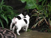 Rat Terrier Puppies for sale in Tomball, TX, USA. price: NA
