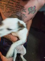 Rat Terrier Puppies for sale in Sheboygan, WI, USA. price: NA