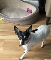 Rat Terrier Puppies for sale in Biddeford, ME 04005, USA. price: NA