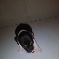 Rat Terrier Puppies for sale in Milton, LA 70508, USA. price: NA