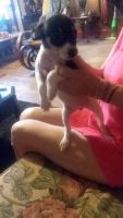 Rat Terrier Puppies for sale in Kiowa, KS 67070, USA. price: NA