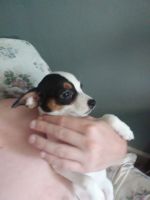 Rat Terrier Puppies for sale in Springfield, IL, USA. price: NA
