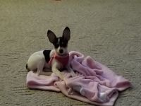 Rat Terrier Puppies for sale in Murfreesboro, TN, USA. price: NA