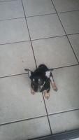 Rat Terrier Puppies for sale in Lacombe, LA 70445, USA. price: NA