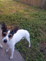 Rat Terrier Puppies for sale in Corpus Christi, TX, USA. price: NA