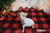 Rat Terrier Puppies for sale in Rural Retreat, VA, USA. price: NA