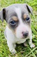 Rat Terrier Puppies for sale in Plaquemine, LA 70764, USA. price: NA