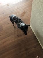 Rat Terrier Puppies for sale in Antelope, CA, USA. price: NA