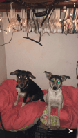 Rat Terrier Puppies for sale in Indianapolis, IN, USA. price: NA