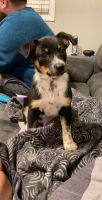 Rat Terrier Puppies for sale in Cedar Falls, IA 50613, USA. price: NA