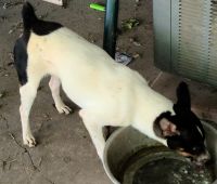 Rat Terrier Puppies for sale in Youngsville, LA, USA. price: NA
