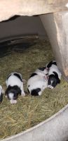 Rat Terrier Puppies for sale in Postville, IA 52162, USA. price: NA