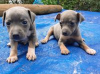 Rat Terrier Puppies for sale in Houston, TX, USA. price: NA